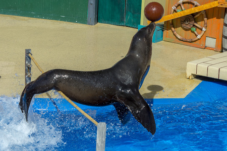 SAN DIEGO, USA - NOVEMBER, 15 2015 - The sea lion at Sea World aquatic park. Now the killer whale show is cancelledのeditorial素材