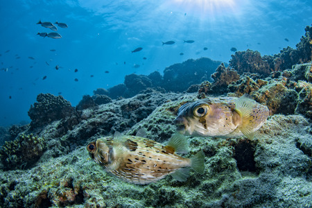 portrait of porcupine box puffer fish while divingの写真素材