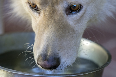 white wolf dog close up portrait while drinkingの写真素材
