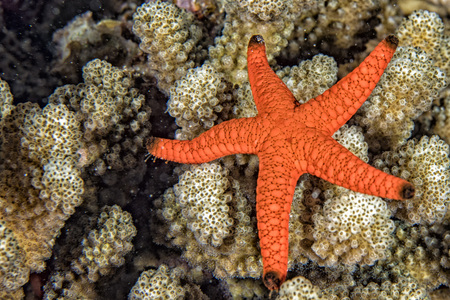 Red sea star hanging on reef in Papuaの写真素材