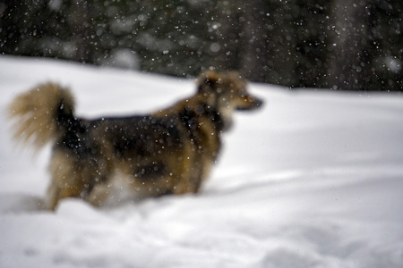 Dog portrait in the snow background in winter timeの写真素材