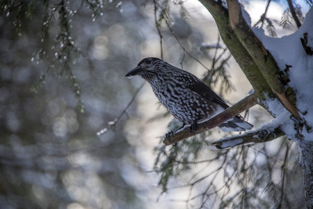 starling bird winter snow time