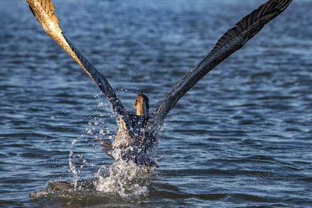 Pelican portrait while flying at sunset on the sky backgroundの写真素材