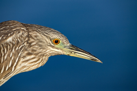 night heron closeup on deep blue sky background