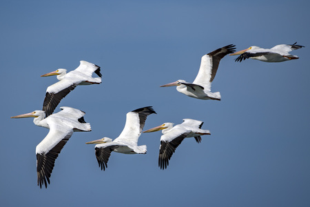 Pelican portrait while flying at sunset on the sky backgroundの写真素材