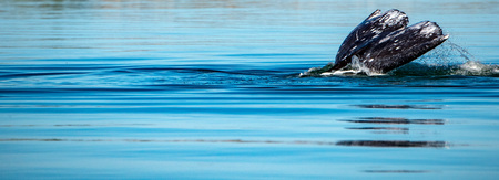 grey whale tail going down in pacific ocean at sunsetの写真素材
