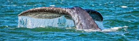 grey whale tail going down in pacific ocean at sunset