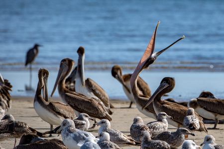 Pelican portrait while relaxing on the sky backgroundの写真素材