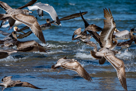 Pelican portrait while flying at sunset on the sky backgroundの写真素材