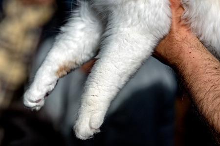 cat paw on human hand detailの写真素材