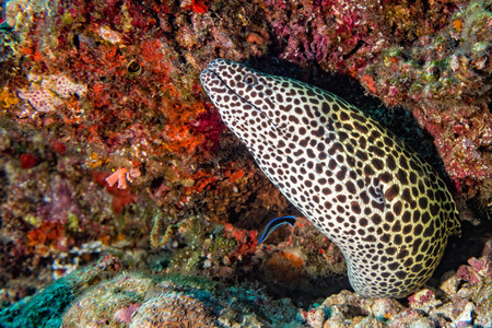 leopard eel mooray portrait while hiding on its reef nest
