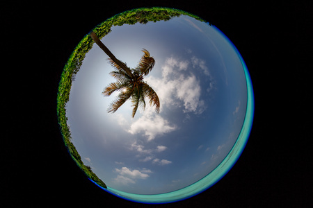 coconut tree fisheye view in tropical paradiseの写真素材