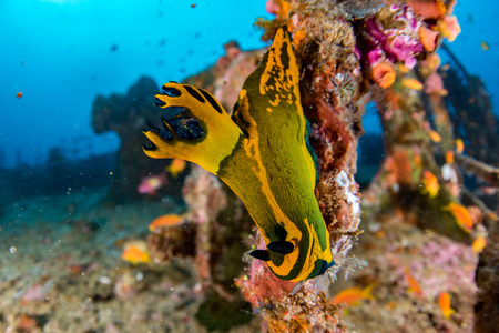 nudibranch and corals growing on Ship Wreck underwater while diving の写真素材