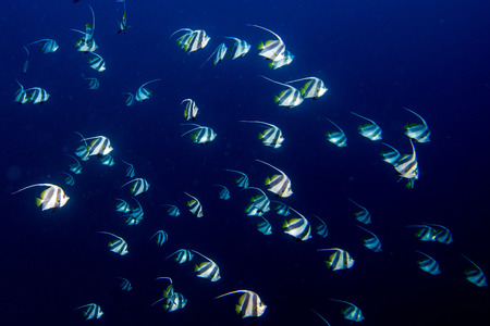 school of angel fish close up portrait while diving maldivesの写真素材