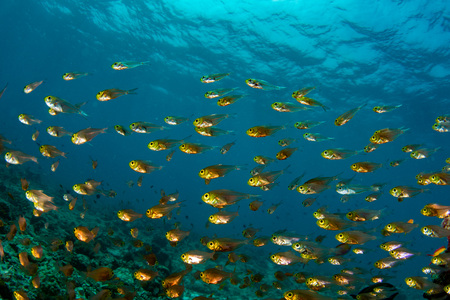 Maldives school of very small Glass fishesの写真素材