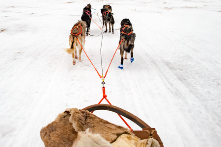 Sled dog running in the snow in winter cold ice seasonの写真素材