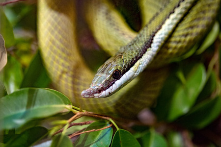 Philodryas Baroni Green Snake baron racer macro