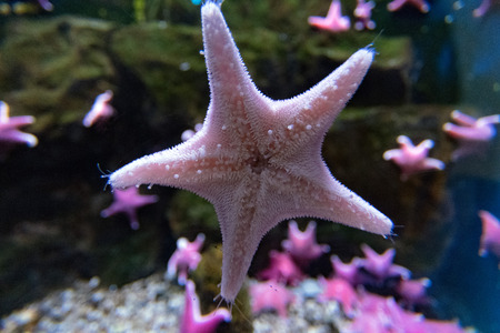 antarctic cushion sea star underwater close up detail の写真素材