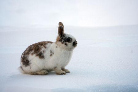 easter bunny isolated on white snow backgroundの写真素材