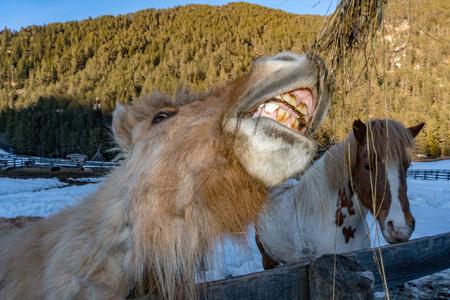 crazy funny horse eating grass portraitの写真素材