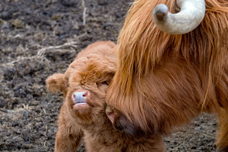 newborn Highlander scotland hairy cow mother and calf nose detailの写真素材