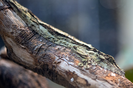 uroplatus sikorae madagascar endemic gecko macro