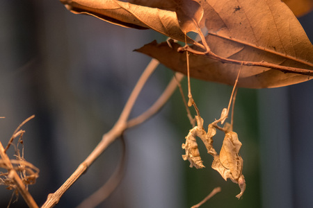Dry leaf insect bug mimetic macroの写真素材