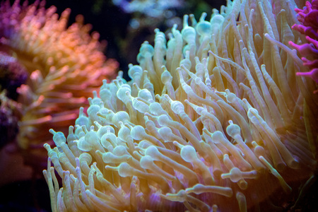 anemone tentacles hard coral detailの写真素材