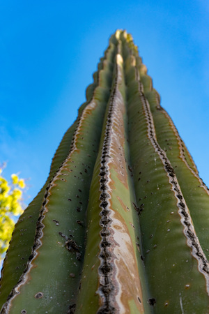 baja california green giant desert cactus close up detailの写真素材