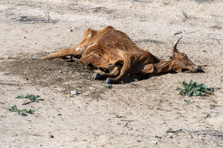 Dead cow in the california desertの写真素材