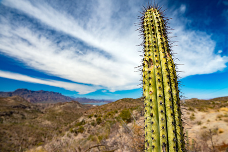 baja california green giant desert cactus close up detailの写真素材