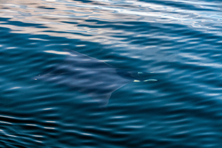 Manta in the blue background while diving maldives