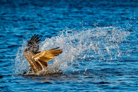 Pelican portrait while flying at sunset on the sky backgroundの写真素材