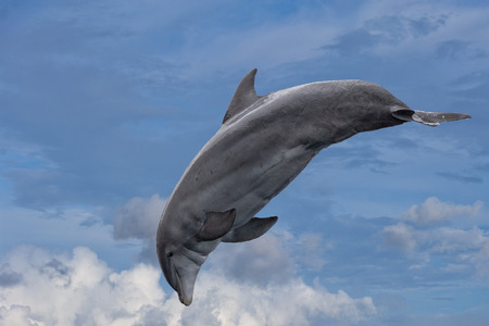 common dolphin jumping in the cloudy sky backgroundの写真素材