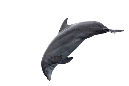 common dolphin jumping isolated on white backgroundの写真素材