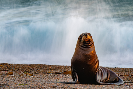 patagonia sea lion portrait seal on the beach move effectの写真素材