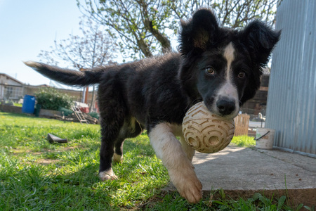 neborn baby puppy border collie playing with ballの写真素材