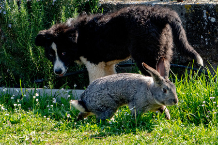 rabbit bunny and dog playing togetherの写真素材