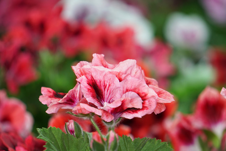 Geranium butterfly flower close up detailの写真素材