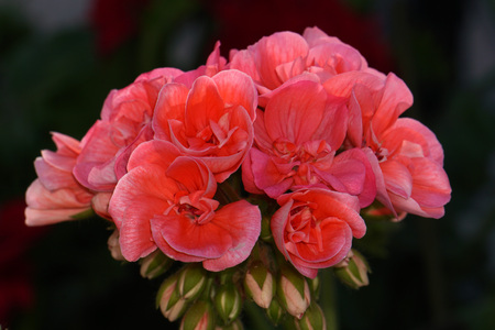 Geranium butterfly flower close up detail