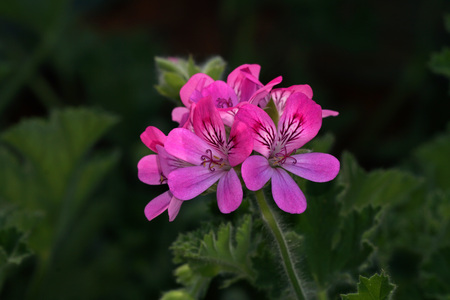 Geranium butterfly flower close up detailの写真素材
