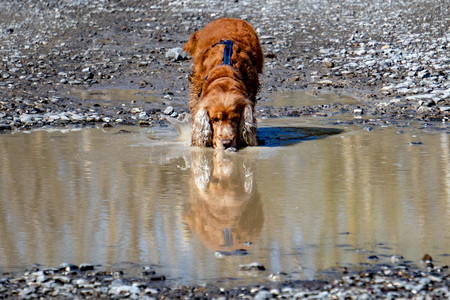 Dog reflection on a poolの写真素材