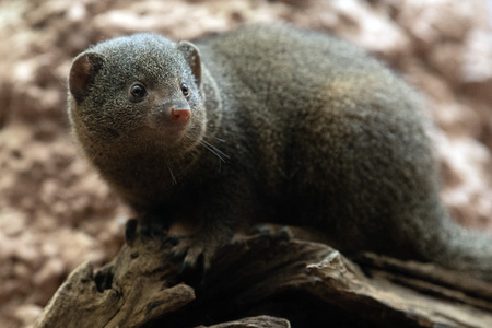 Dwarf mongoose from africa portrait close upの写真素材