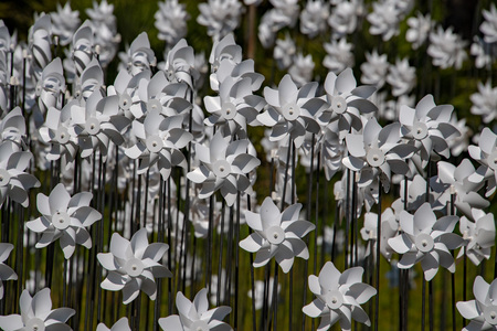 many catherine wheel white color on grass while rotatingの写真素材