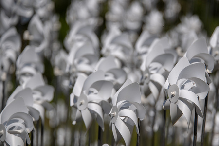 many catherine wheel white color on grass while rotating