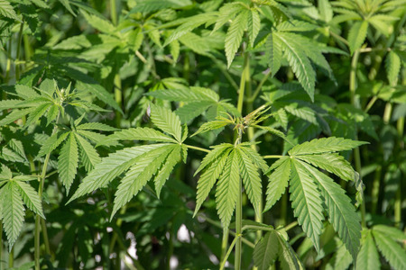 legal marjuana plant close up detail