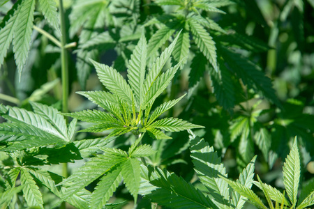 legal marjuana plant close up detailの写真素材