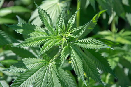 legal marjuana plant close up detailの写真素材