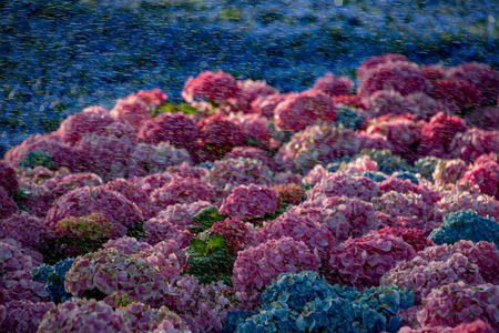 Watering flowers and plants detail close up の写真素材
