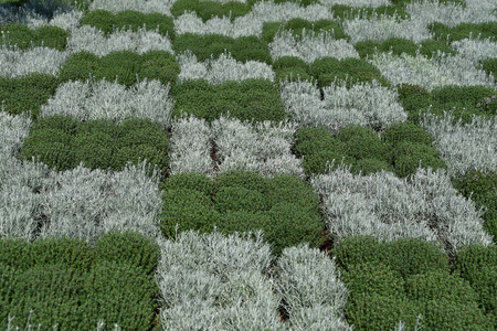 Farmed colorful outdoor flowers field detailの写真素材